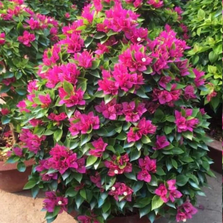 نهال گل کاغذی کل قندی