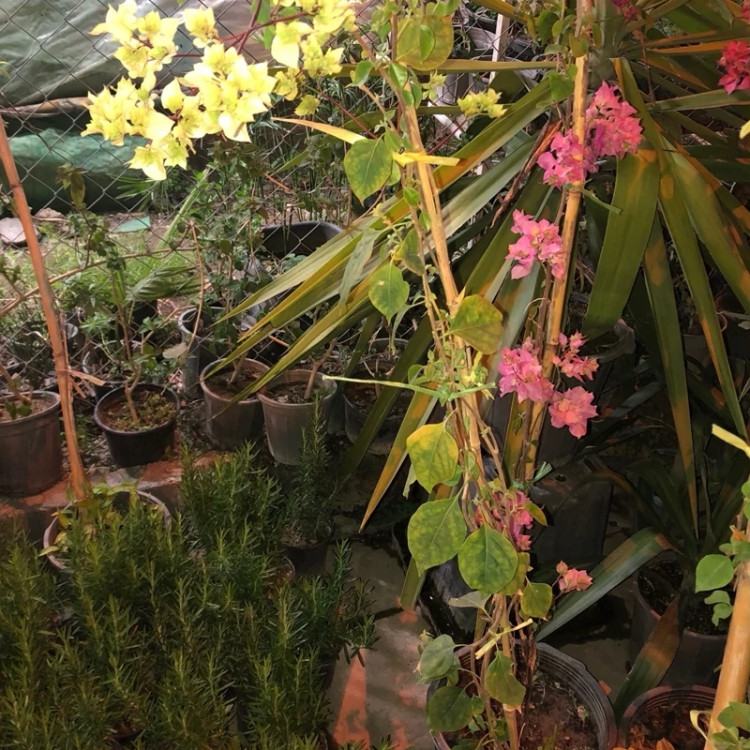نهال گل کاغذی سبز