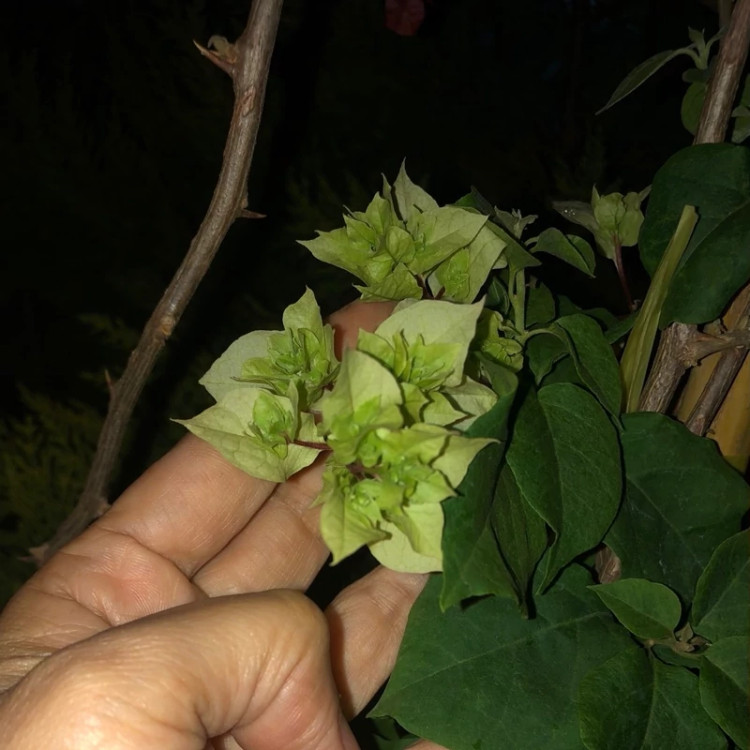 نهال گل کاغذی سبز