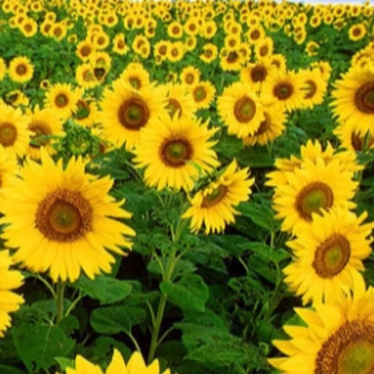 بوته آفتابگردان زینتی