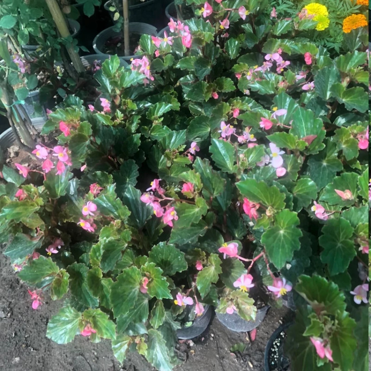 بوته بگونیا