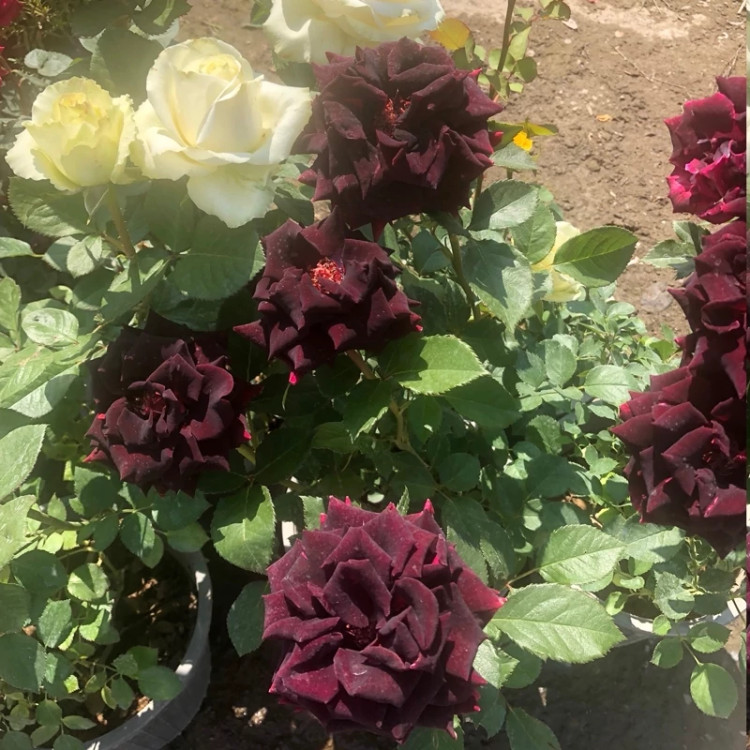 نهال رز سیاه فر خوشه ای