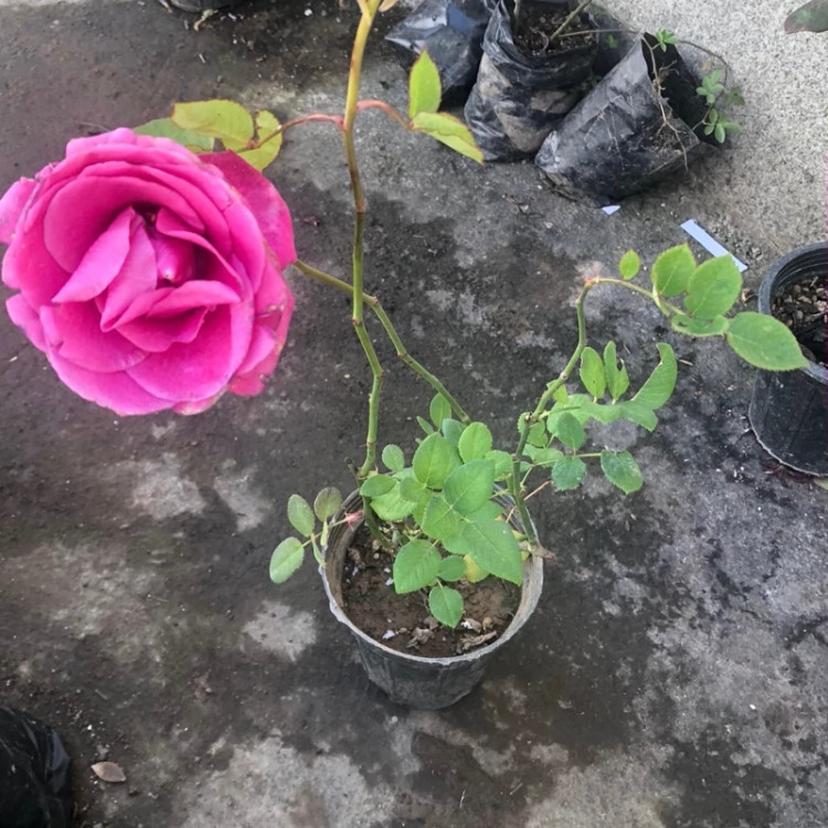 نهال گل رز صورتی معطر