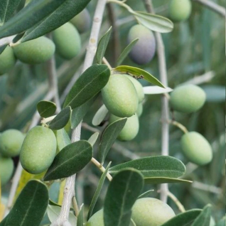 نهال زیتون درشت
