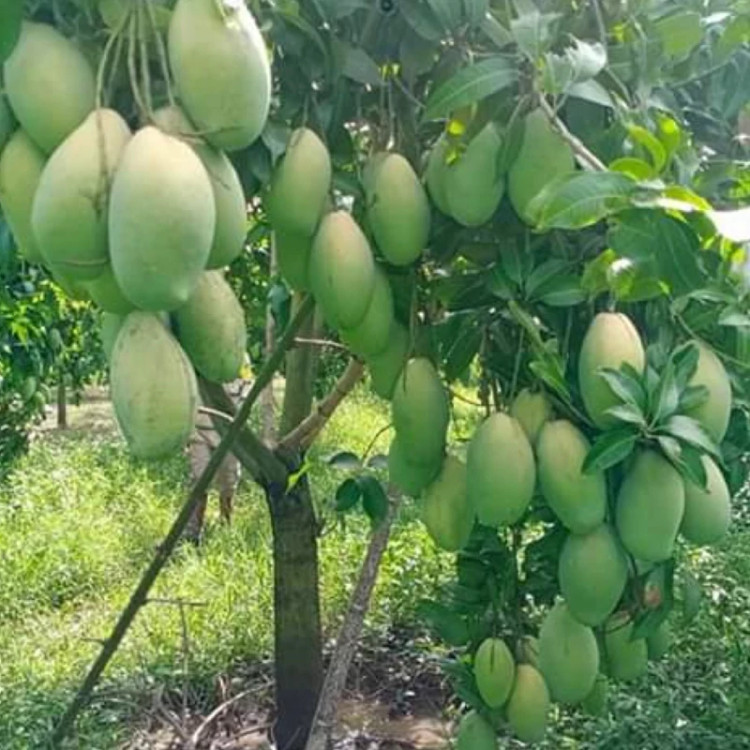 نهال انبه مصری پیوندی