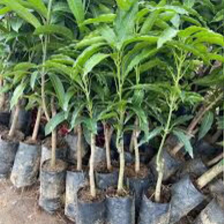 نهال انبه مصری پیوندی