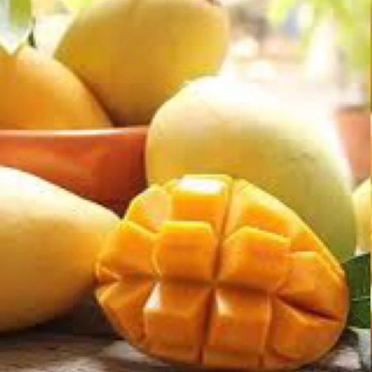 نهال انبه مصری پیوندی