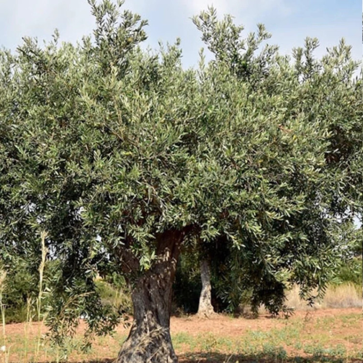 نهال زیتون درشت