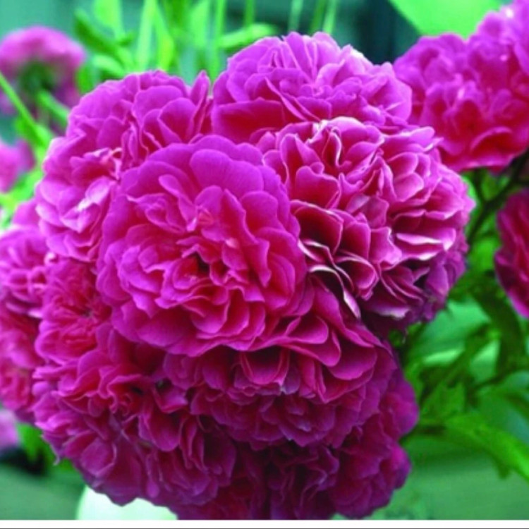 نهال گل محمدی تیره