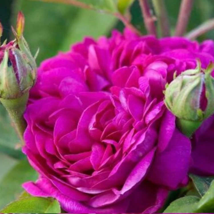 نهال گل محمدی تیره