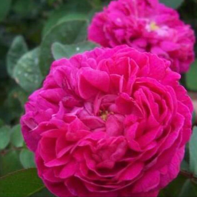 نهال گل محمدی تیره