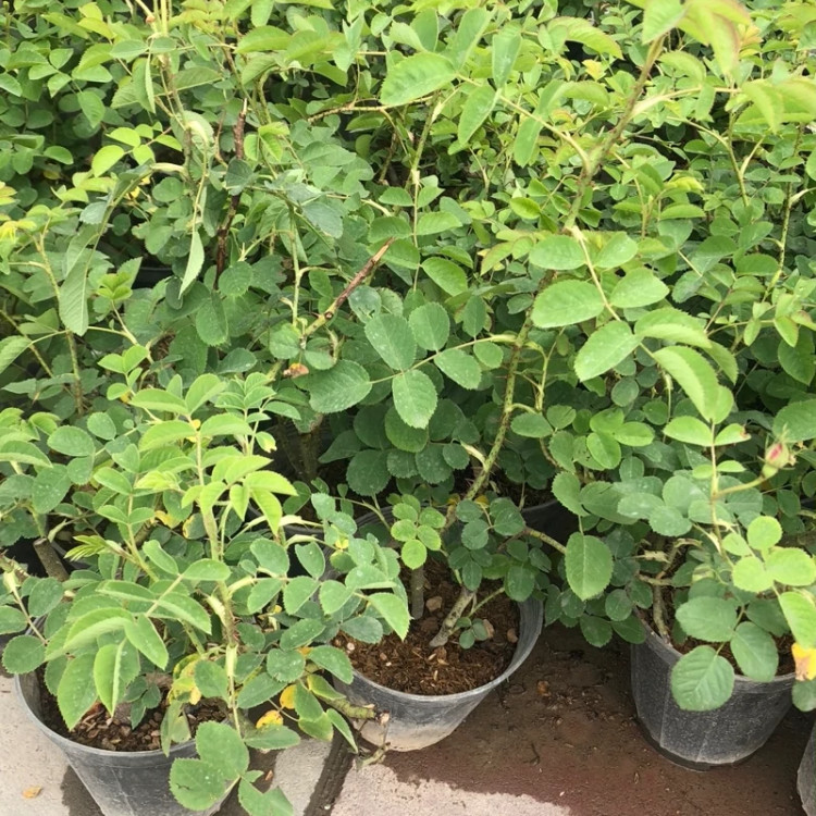 نهال گل محمدی تیره
