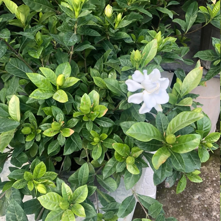نهال گل گاردنیا سایز بزرگ