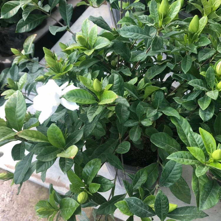نهال گل گاردنیا سایز بزرگ