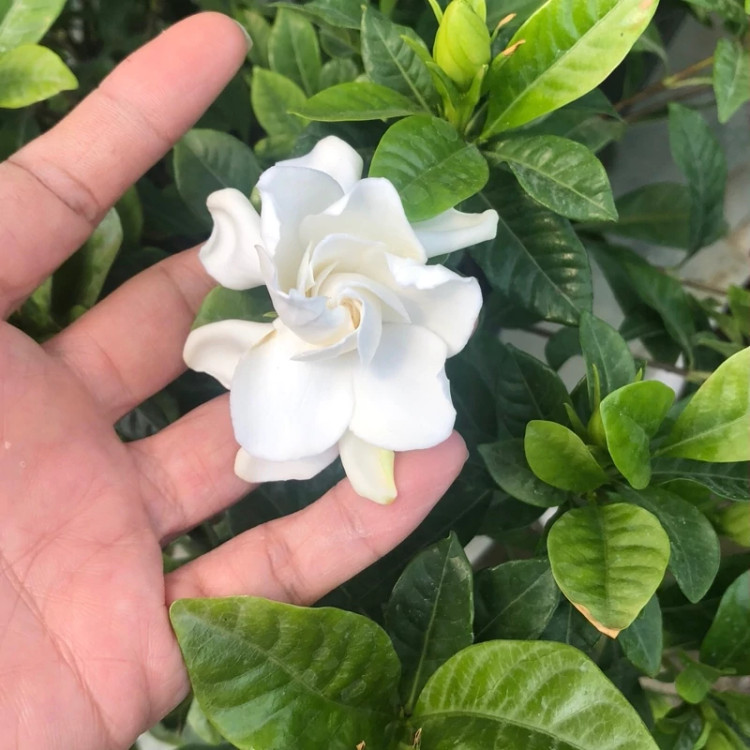 نهال گل گاردنیا سایز بزرگ