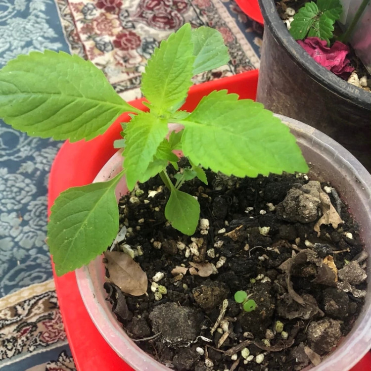 بوته پریلا نعنا ژاپنی