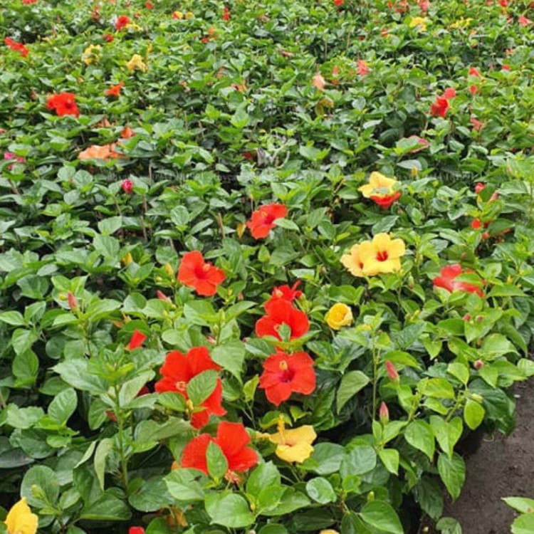 نهال ختمی چینی