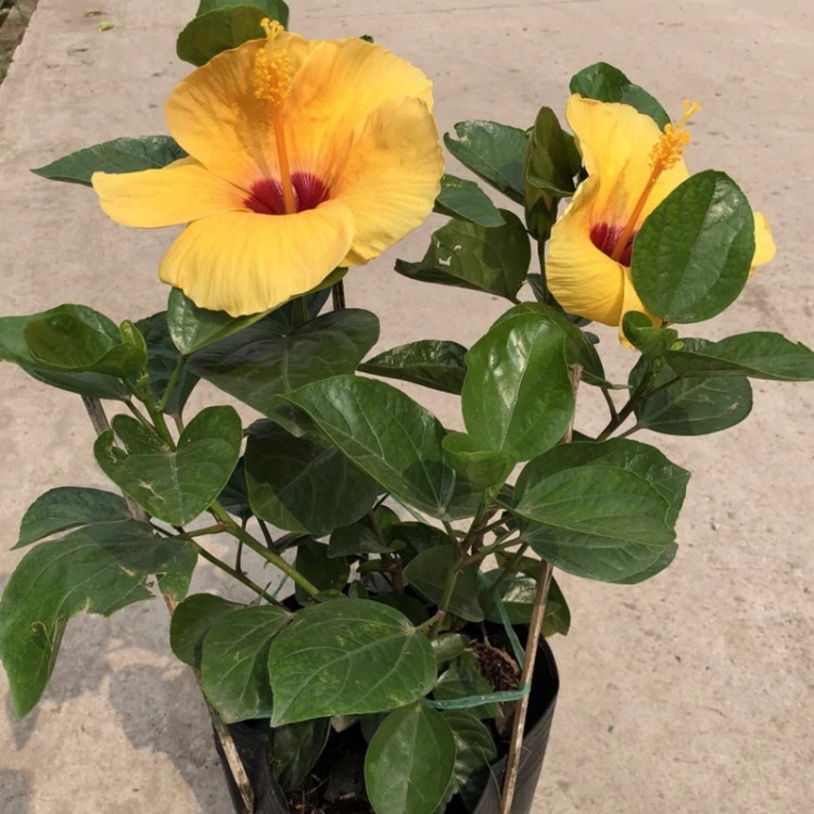 نهال ختمی چینی