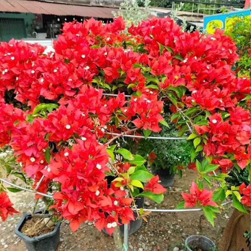 نهال گل کاغذی قرمز