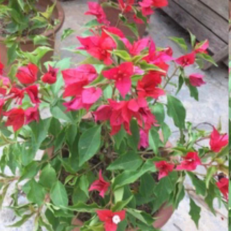 نهال گل کاغذی قرمز