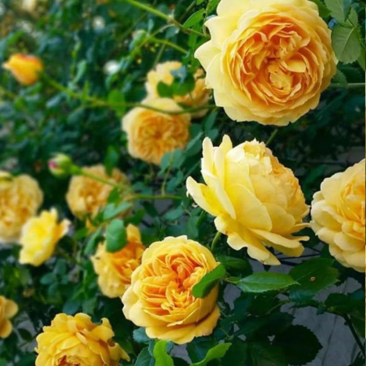 نهال رز زرد رونده