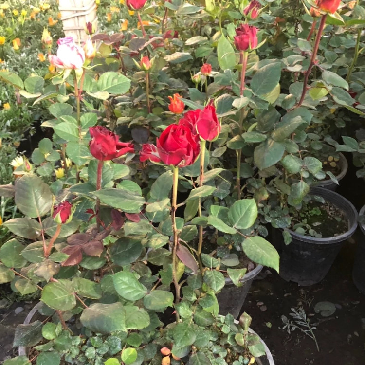 نهال رز قرمز معطر مخملی