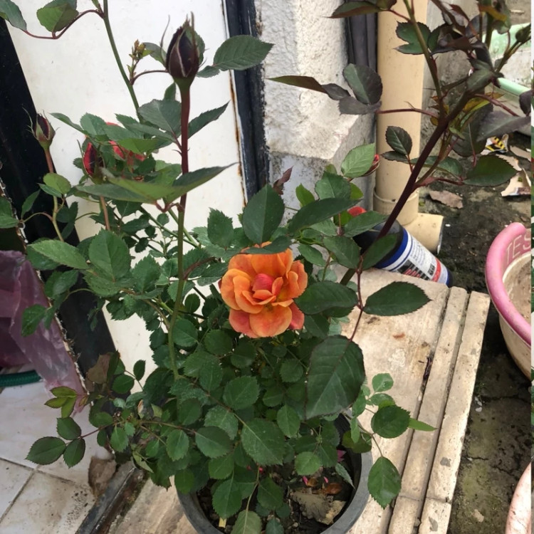 نهال گل رز تولایت رونده