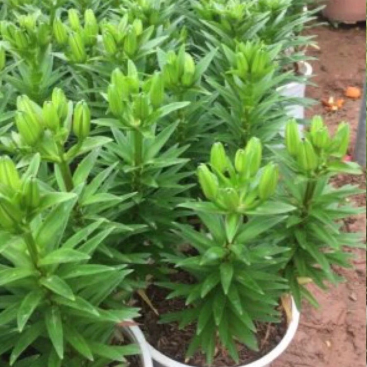 بوته لیلیوم صورتی معطر