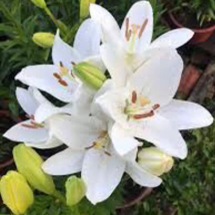 بوته لیلیوم سفید معطر