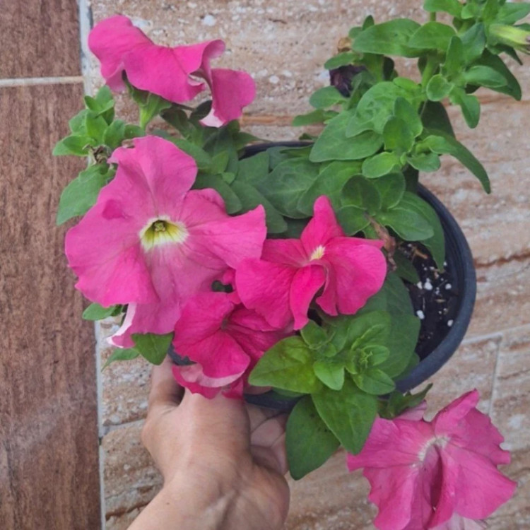 بوته گل اطلسی گلدرشت