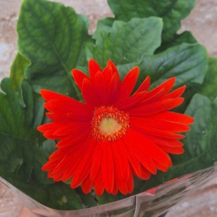 بوته ژربرا پاکوتاه