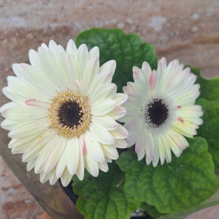 بوته ژربرا پاکوتاه