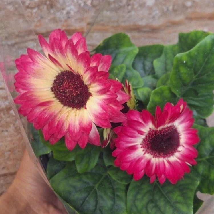 بوته ژربرا پاکوتاه