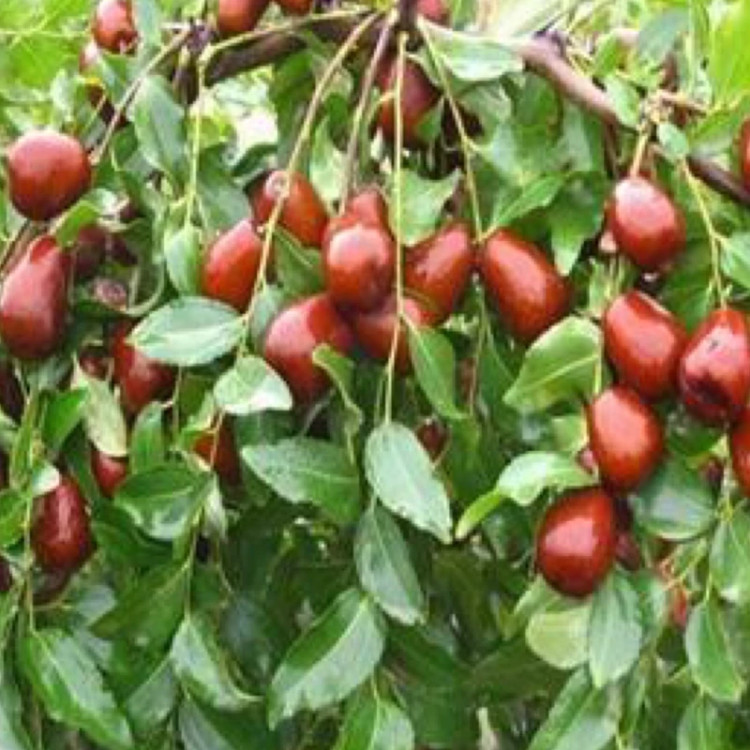 نهال عناب گلابی اوکراینی