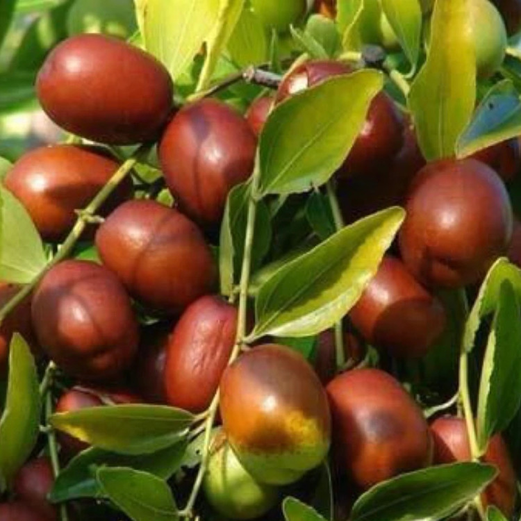 نهال عناب گلابی اوکراینی
