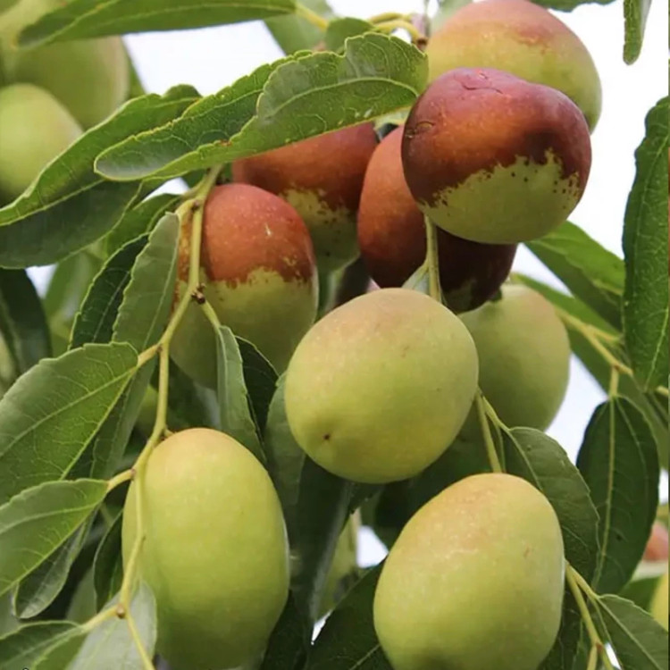 نهال عناب گلابی اوکراینی