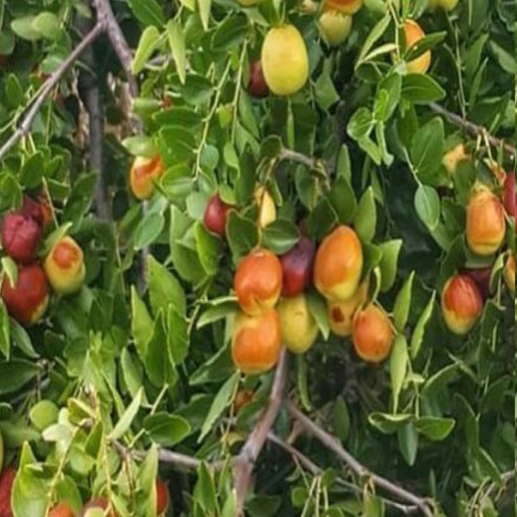 نهال عناب گلابی اوکراینی