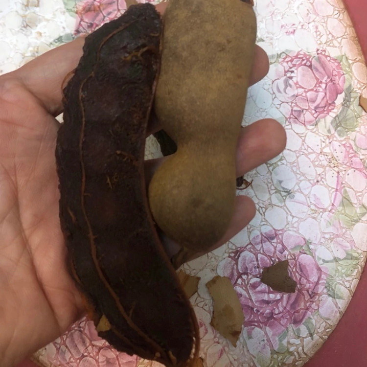 میوه تمر ترش تایلندی