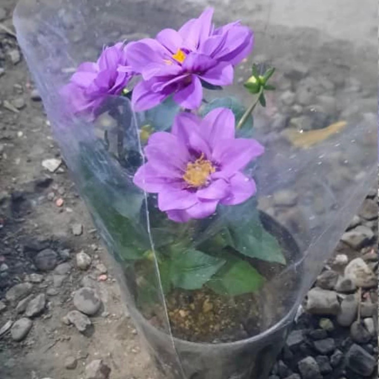 بوته گل کوکب بنفش