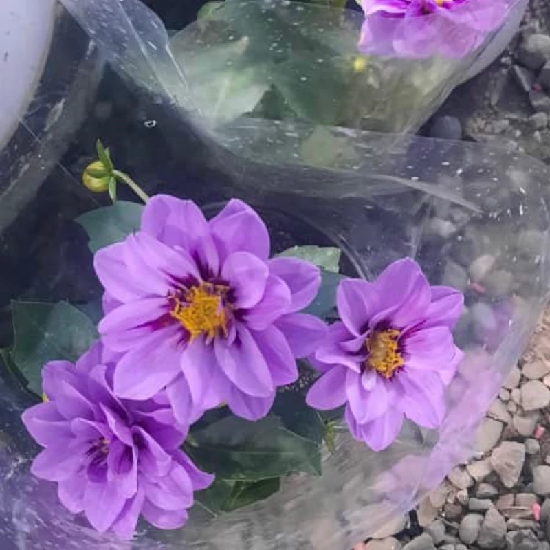 بوته گل کوکب بنفش