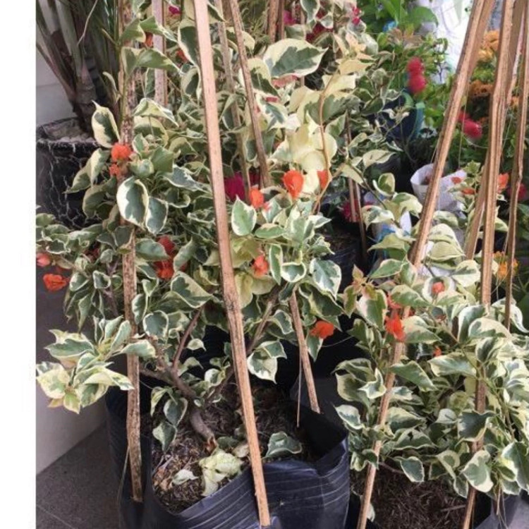 نهال گل کاغذی ابلق نارنجی