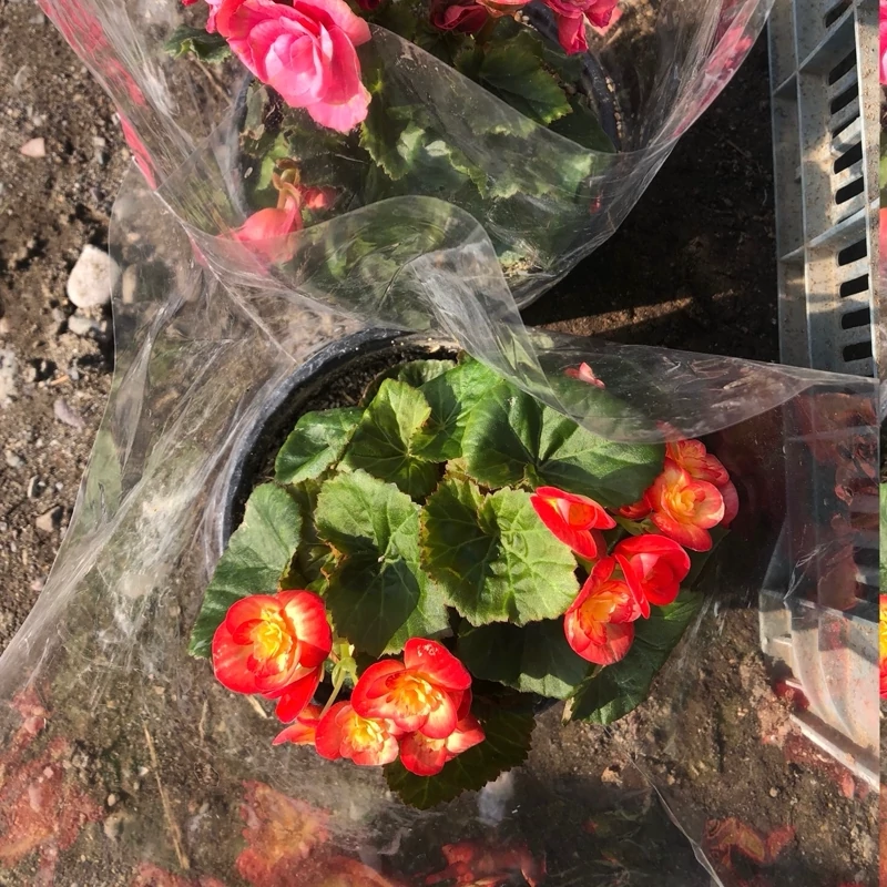 بوته بگونیا مخملی گل درشت