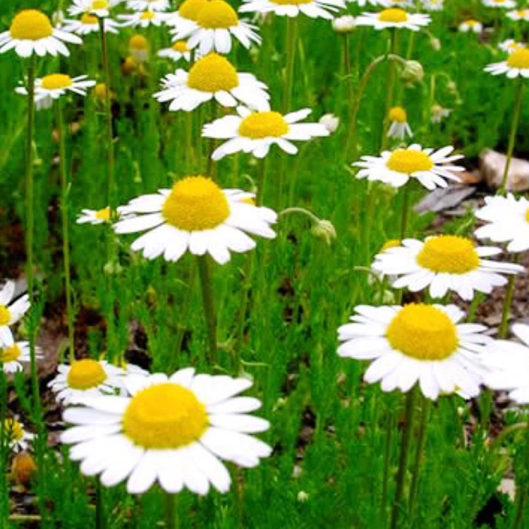 بوته بابونه انگلیسی