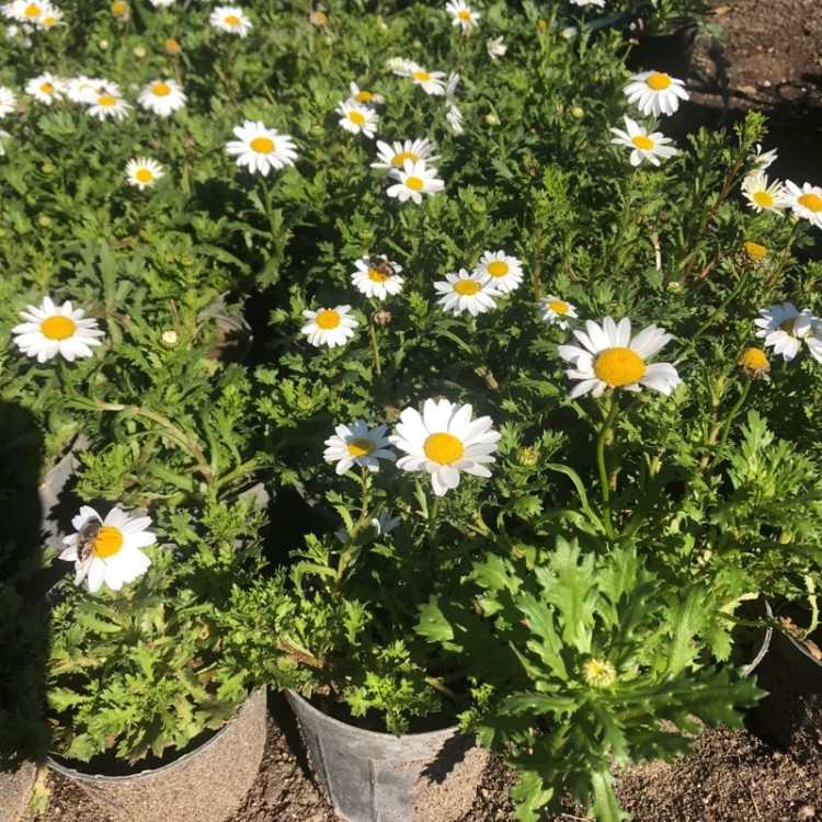 بوته بابونه انگلیسی