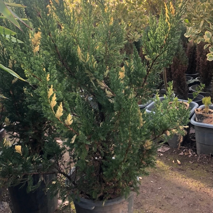 نهال کاج ابلق