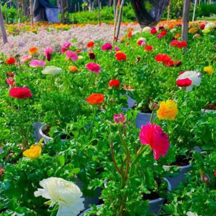 بوته گل آنمون
