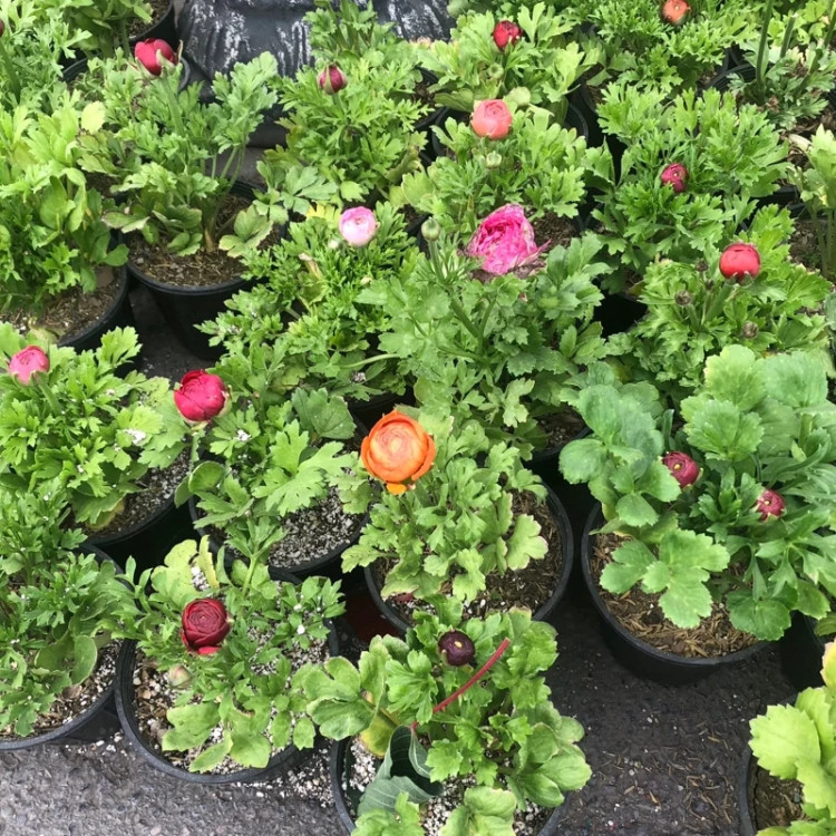 بوته گل آنمون