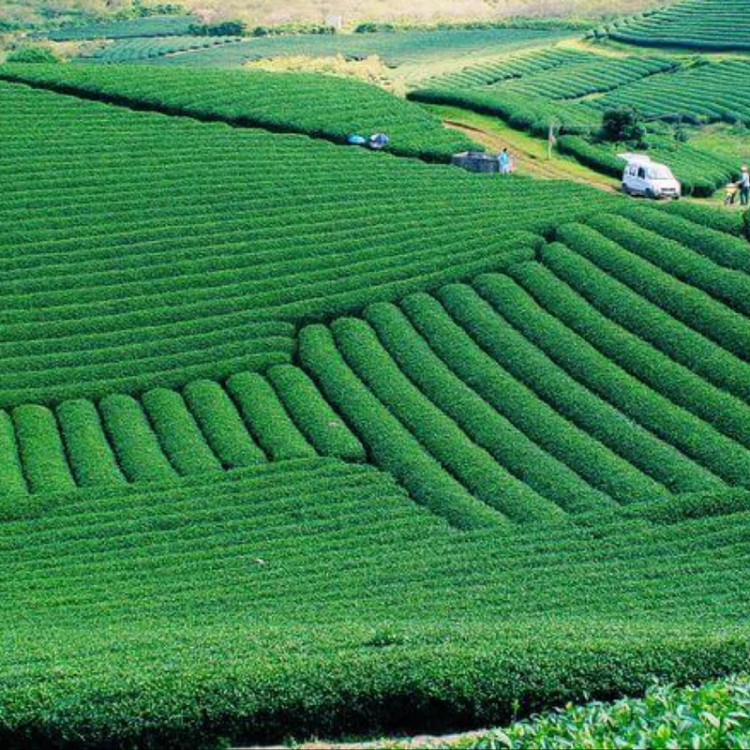 نهال چای قرمز