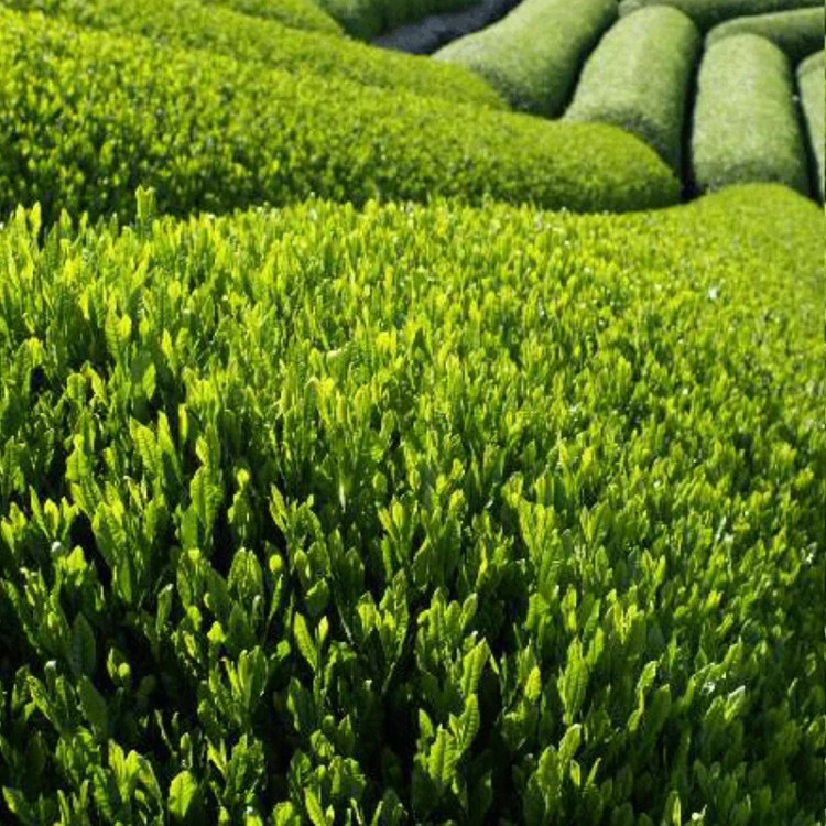 نهال چای قرمز