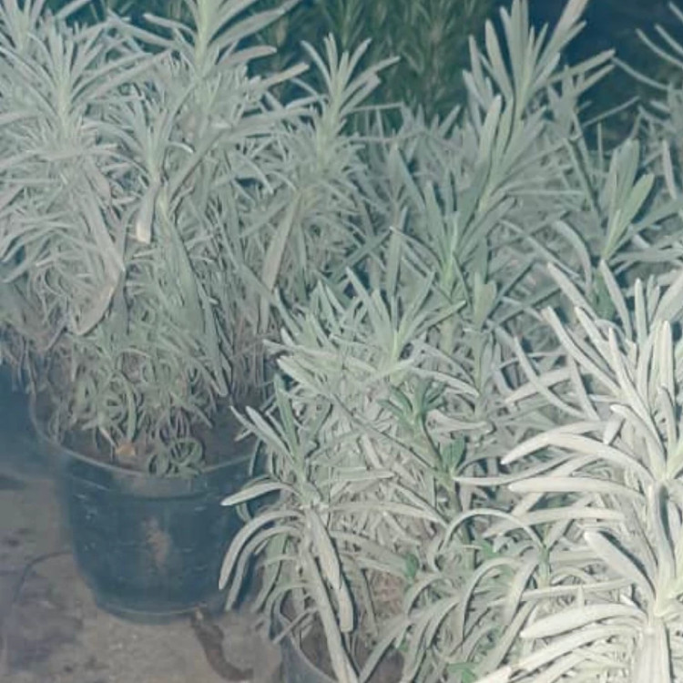 نهال لاوندر یا اسطوخدوس